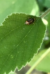 Deraeocoris ruber