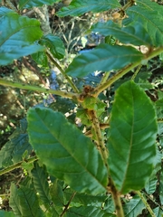 Davidsonia jerseyana