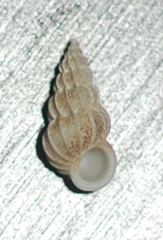 Epitonium zeteki