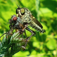 Dysmachus fuscipennis