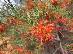 Grevillea dielsiana