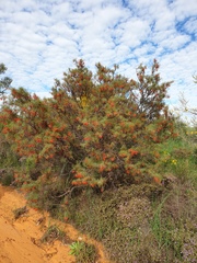 Grevillea dielsiana