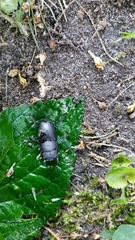 Dorcus parallelipipedus