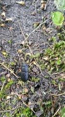 Dorcus parallelipipedus