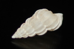 Epitonium zeteki