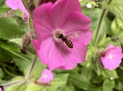 Toxomerus marginatus