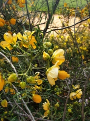 Senna wislizeni