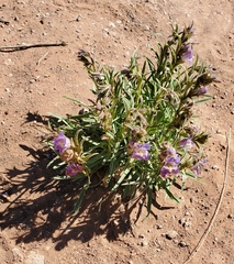 Penstemon ophianthus