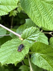 Cantharis rustica