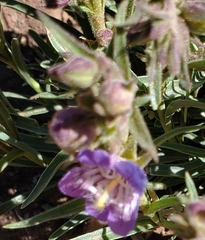 Penstemon ophianthus
