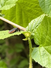 Cantharis rustica