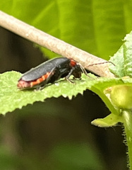Cantharis rustica