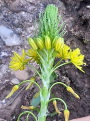 Bulbine lagopus