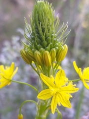Bulbine lagopus