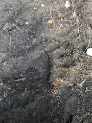 Ursus arctos horribilis