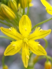 Bulbine lagopus