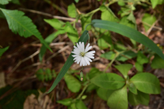 Ixeris chinensis