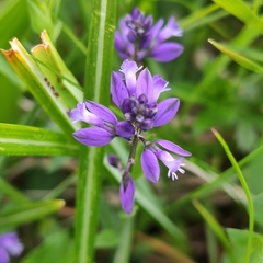 Polygala alpestris