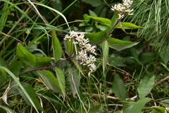 Eupatorium japonicum