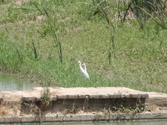 Egretta garzetta