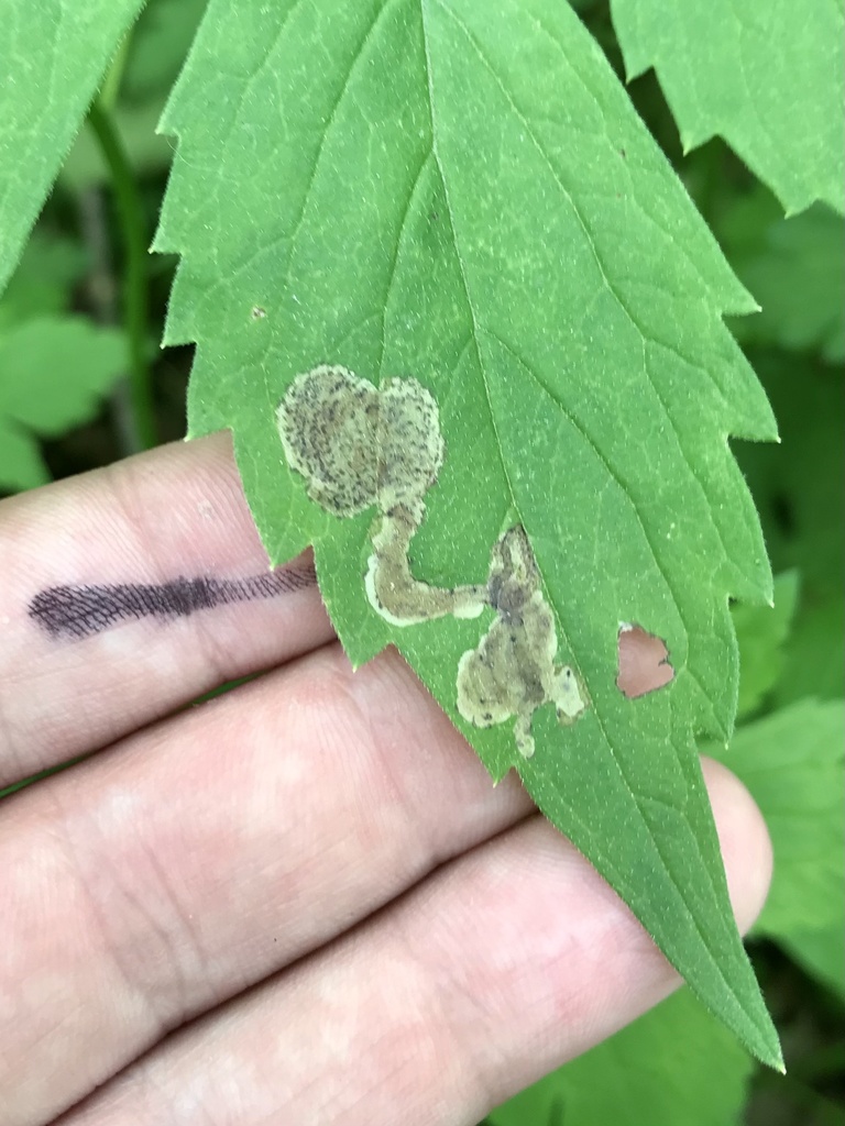Phytomyza confusa
