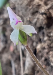 Disperis macowanii