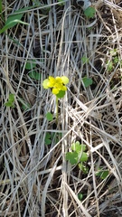 Chrysosplenium serreanum