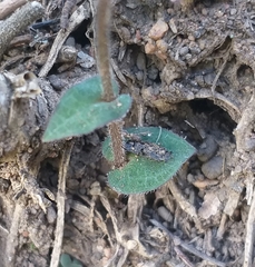 Disperis macowanii