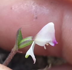 Disperis macowanii