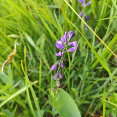 Polygala alpestris