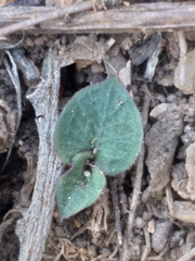Disperis macowanii