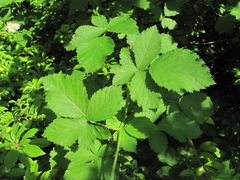 Rubus candicans