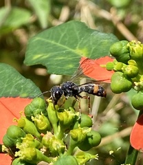 Cerceris concinna