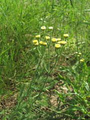 Tanacetum achilleifolium