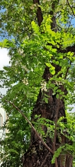 Robinia pseudoacacia