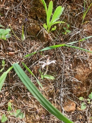 Caladenia hirta rosea