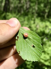 Blaesodiplosis venae