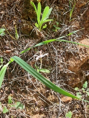 Caladenia hirta rosea