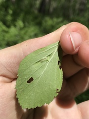 Blaesodiplosis venae