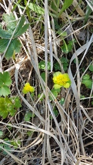 Chrysosplenium serreanum