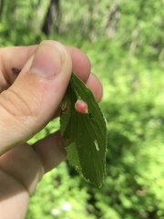 Blaesodiplosis venae