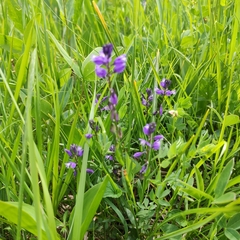 Polygala alpestris