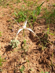 Caladenia varians