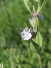Nepeta parviflora