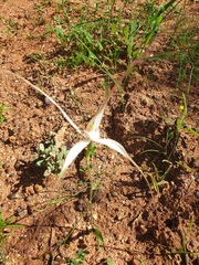 Caladenia varians