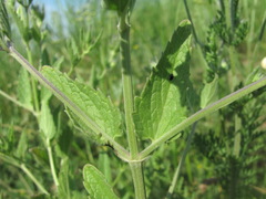Nepeta parviflora