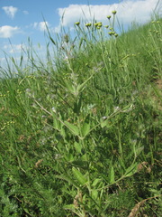 Nepeta parviflora