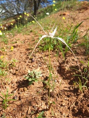 Caladenia varians