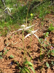 Caladenia varians