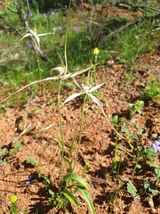 Caladenia varians
